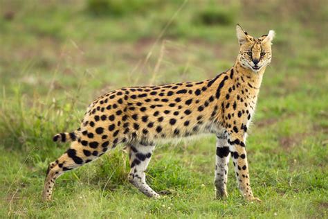 the serval cat